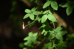 Tropaeolum pentaphyllum