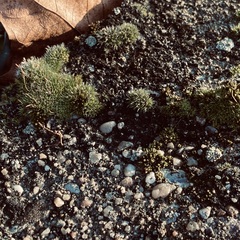 Orthotrichum anomalum