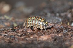 Armadillidium pictum