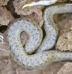 Macroprotodon brevis
