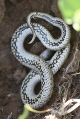 Macroprotodon brevis
