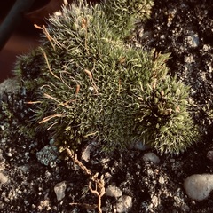 Orthotrichum anomalum