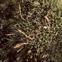 Orthotrichum anomalum