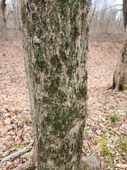 Phaeophyscia hirsuta