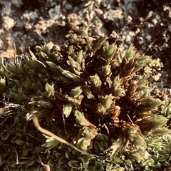 Orthotrichum anomalum