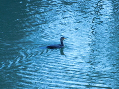 Nannopterum brasilianum
