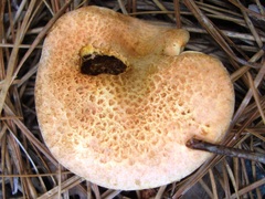 Suillus decipiens