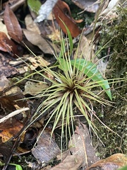 Tillandsia punctulata