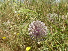 Allium polyanthum