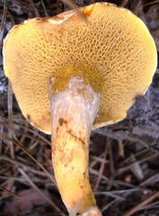 Suillus decipiens