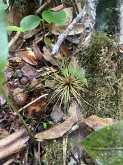 Tillandsia punctulata