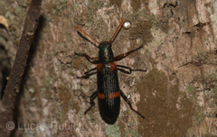 Strongylium testaceotibiale