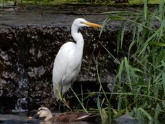 Ardea alba