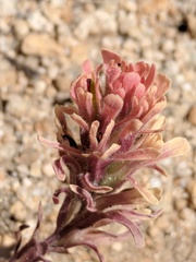 Castilleja praeterita