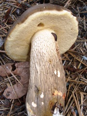 Retiboletus griseus