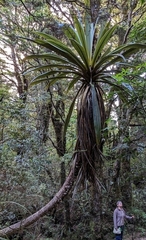 Cordyline indivisa