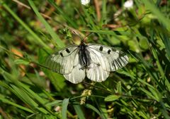 Parnassius mnemosyne