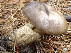 Retiboletus griseus