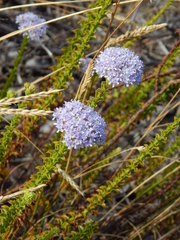 Pseudoselago serrata