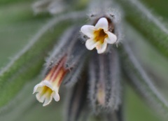 Alkanna tubulosa