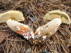 Retiboletus griseus