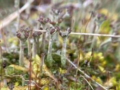 Cladonia cariosa