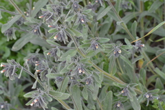 Alkanna tubulosa