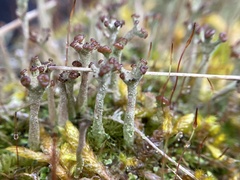 Cladonia cariosa