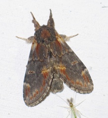 Notodonta dromedarius