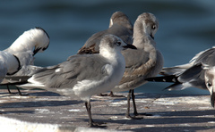 Leucophaeus atricilla