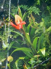 Disa uniflora