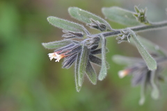 Alkanna tubulosa