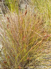 Restionaceae