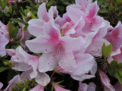 Rhododendron indicum