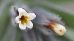 Alkanna tubulosa