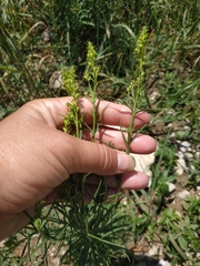 Linaria biebersteinii ruthenica