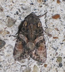Lacanobia contigua