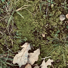Syntrichia ruralis