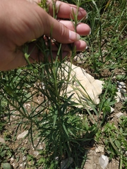 Linaria biebersteinii ruthenica