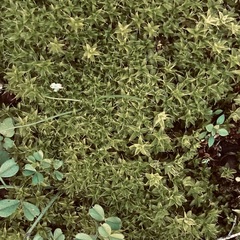 Syntrichia ruralis
