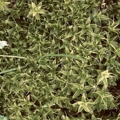 Syntrichia ruralis