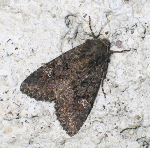 Cabbage Moth