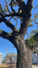 Quercus virginiana