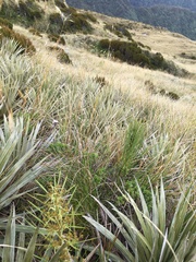 Aciphylla