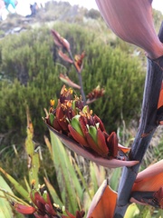 Phormium