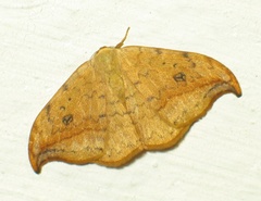 Drepana falcataria