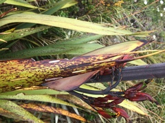 Phormium