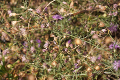 Centaurea stoebe
