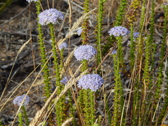 Pseudoselago serrata