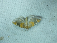 Eulithis pyropata